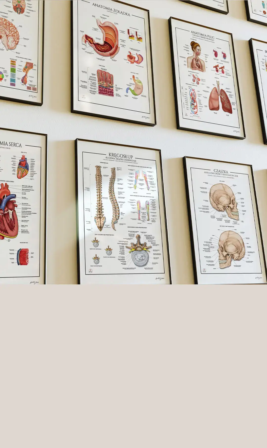 Plansze anatomiczne Anatomy Decor dla lekarzy, na prezent i jako ozdobienie gabinetów lekarskich. Plansze anatomiczne Anatomy Decor dla lekarzy, na prezent i jako ozdobienie gabinetów lekarskich.