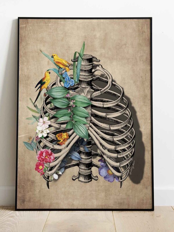 anatomia klatki piersiowej