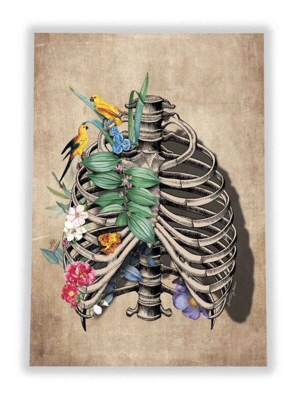 anatomia klatki piersiowej