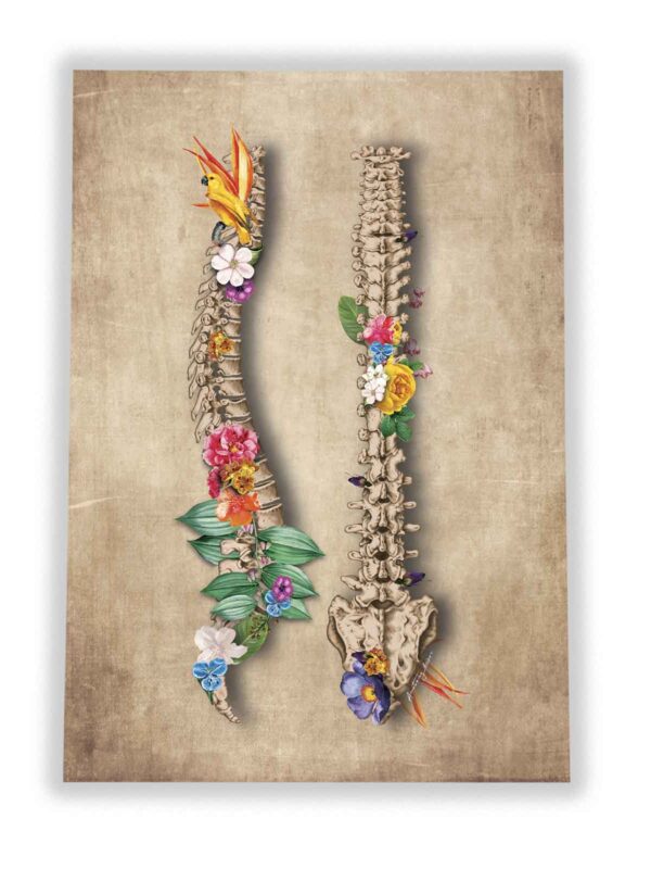 Kręgosłup anatomia