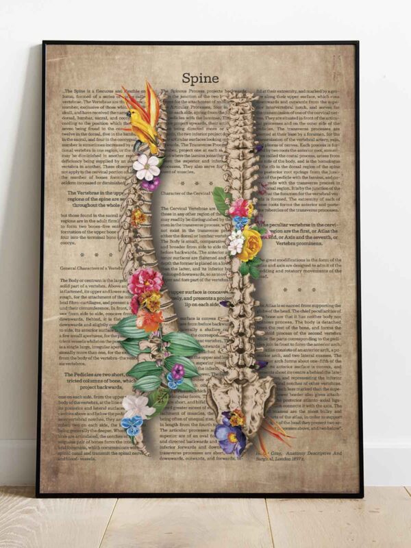 anatomia kręgosłupa