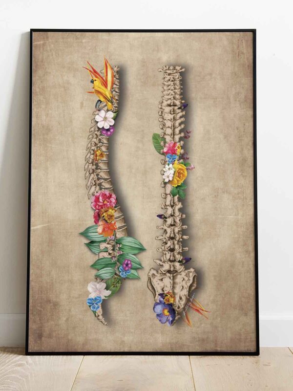 anatomia kręgosłupa