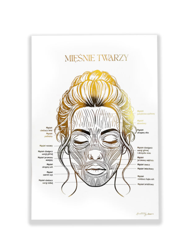 anatomia mięśni twarzy
