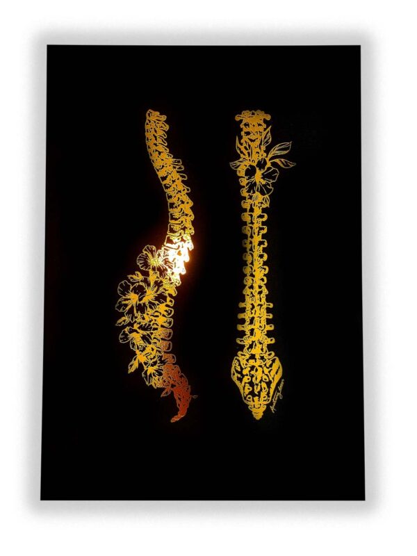 kręgosłup anatomia