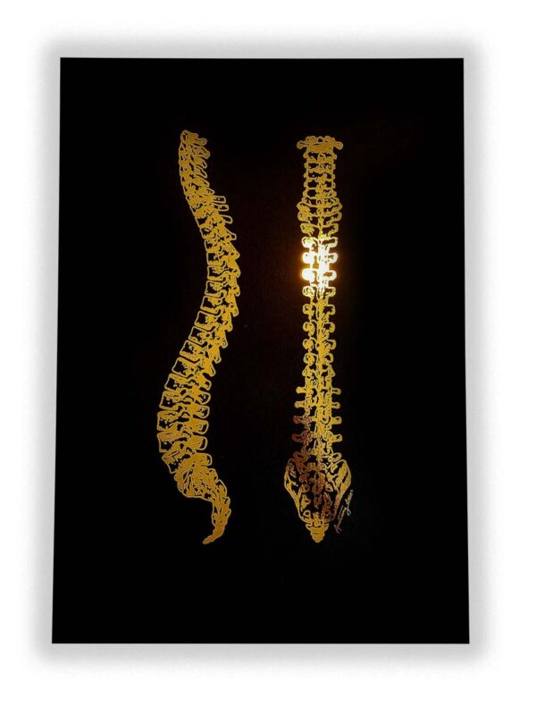 Kręgosłup anatomia