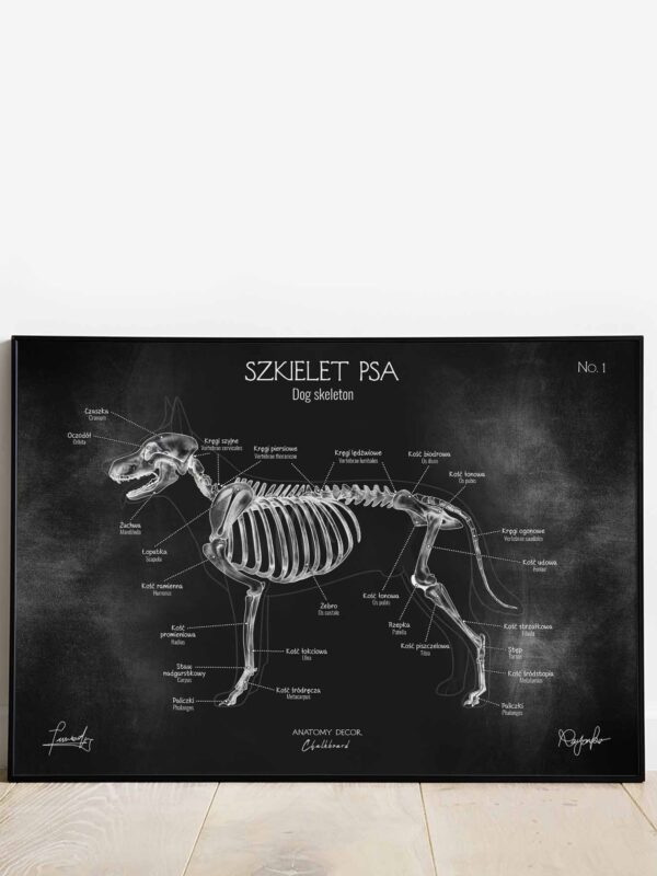 szkielet psa