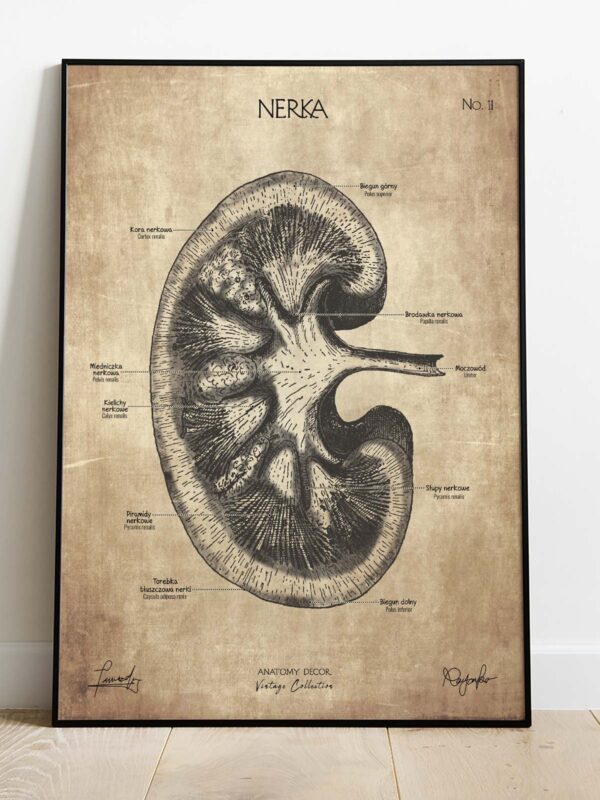 plakat anatomiczny vintage