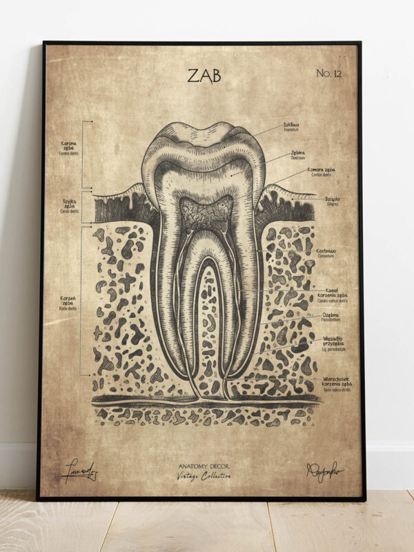 plakat anatomiczny vintage ząb