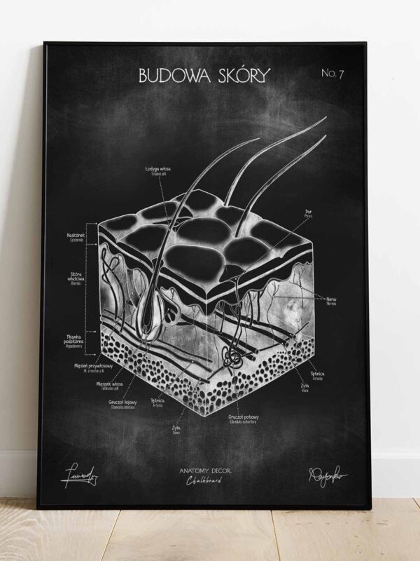 budowa skóry