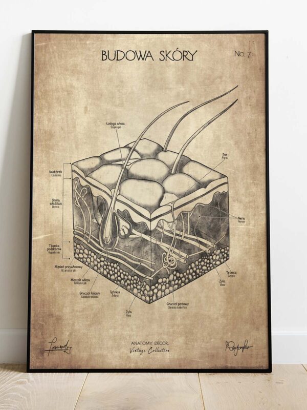 plakat anatomiczny vintage