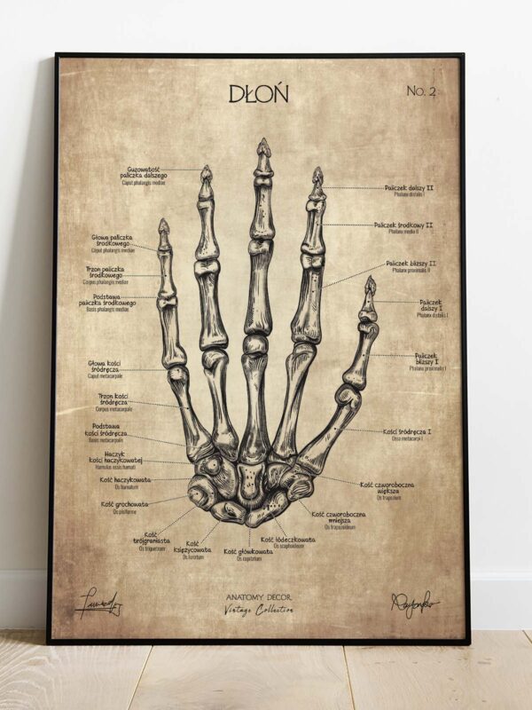 plakat anatomiczny vintage dłoń