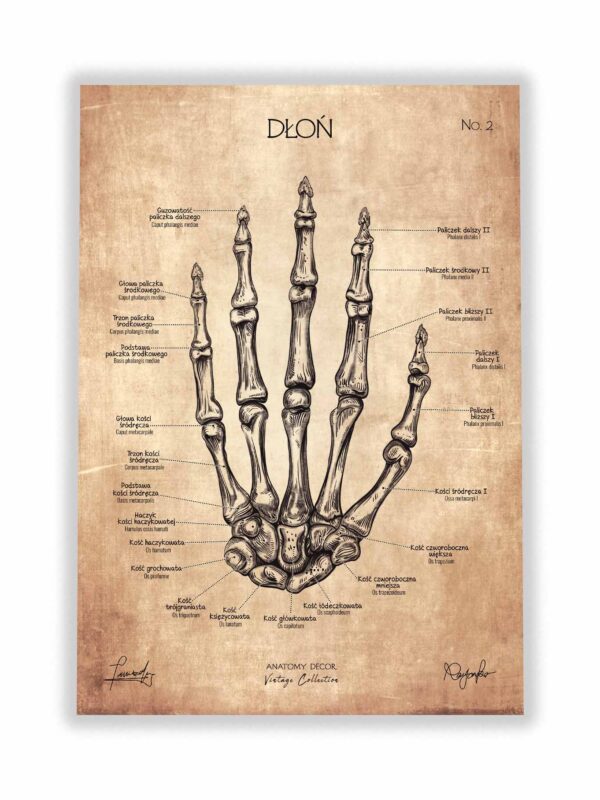 plakat anatomiczny dłoń