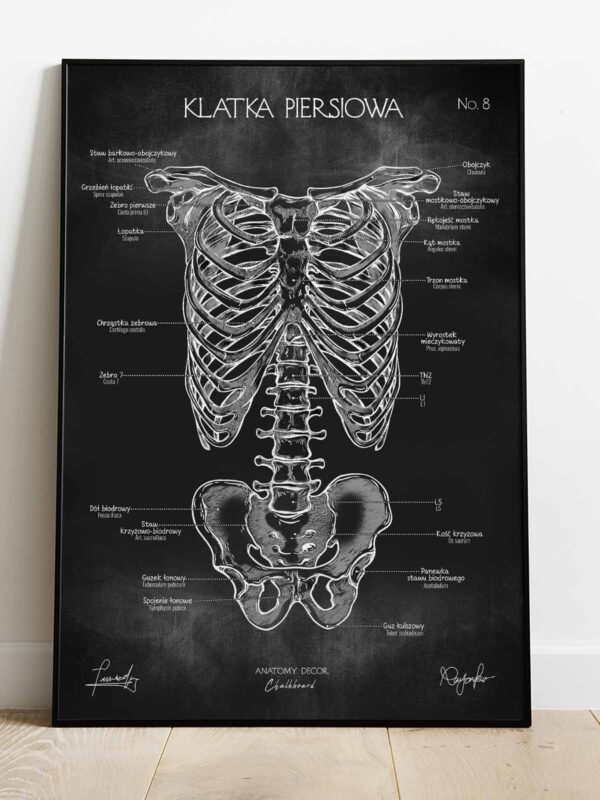 budowa klatki piersiowej
