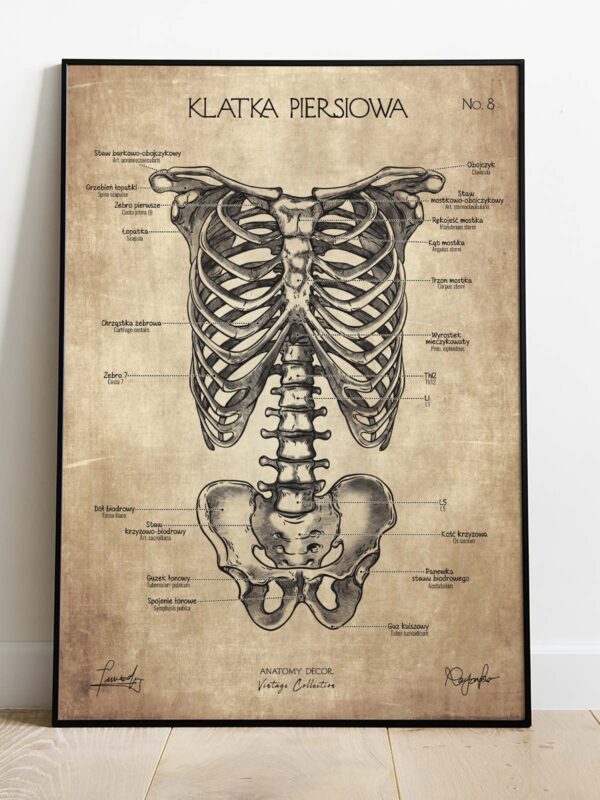 plakat anatomiczny vintage