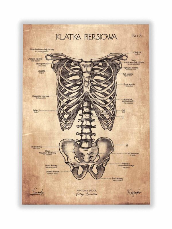 klatka piersiowa budowa