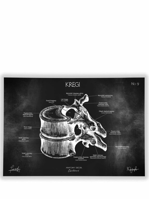 anatomia kręgow