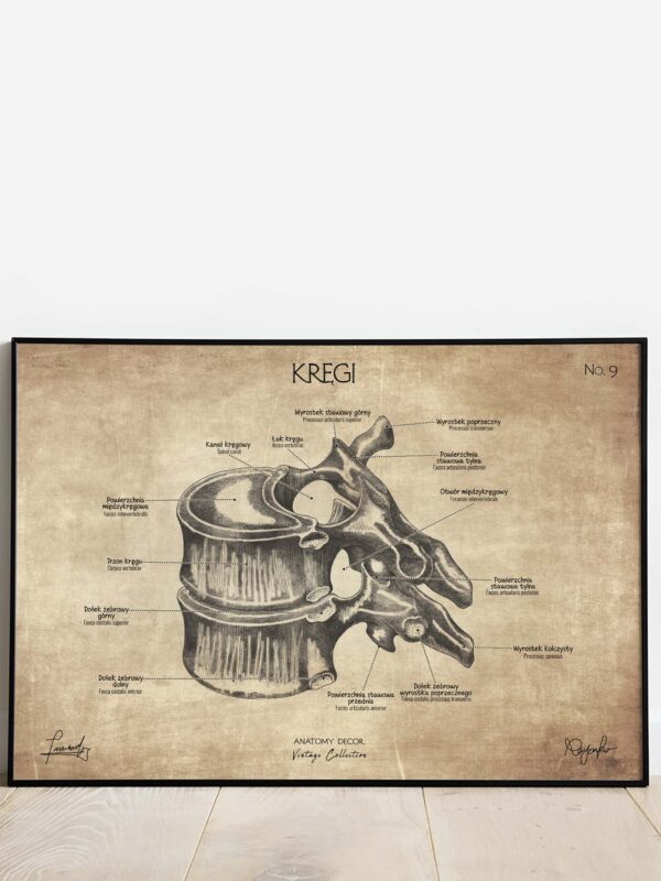 plakat anatomiczny vintage