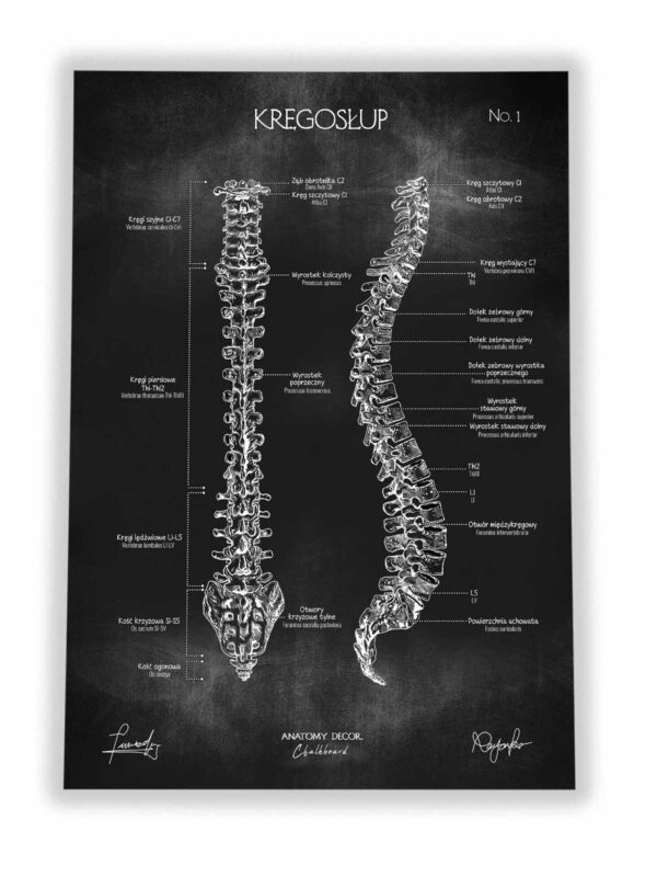 anatomia kręgosłupa