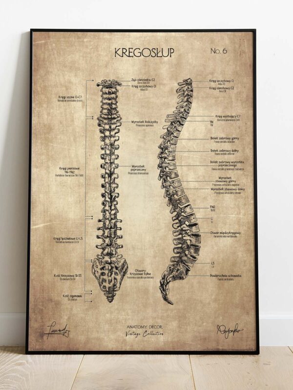 plakat anatomiczny vintage kręgosłup