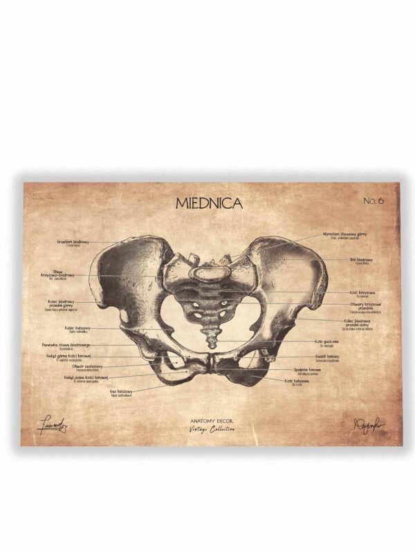 anatomia miednicy