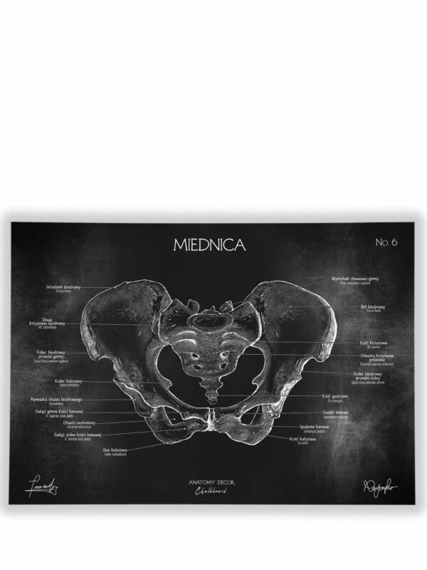 miednica anatomia