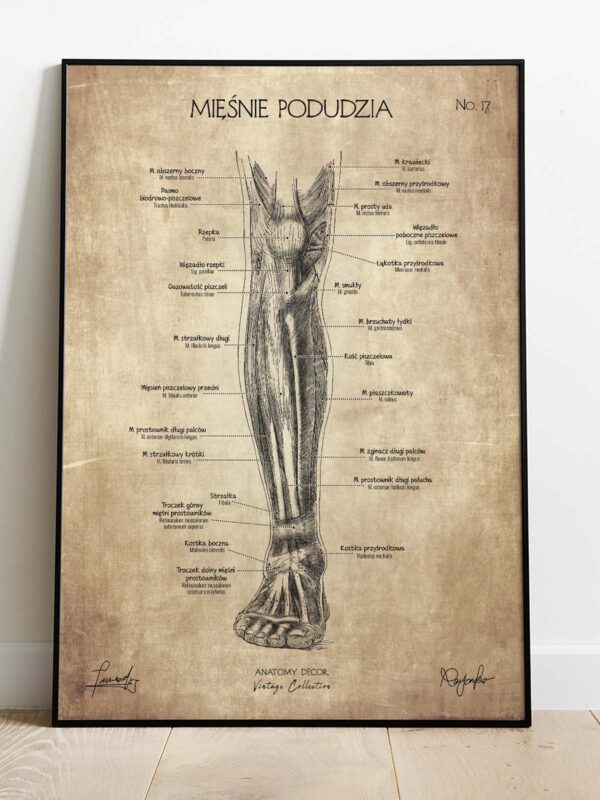 mięśnie człowieka