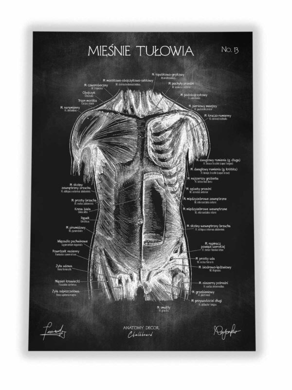 mięśnie człowieka