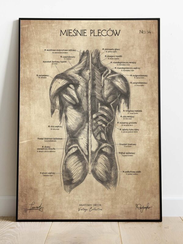 plakat anatomiczny vintage