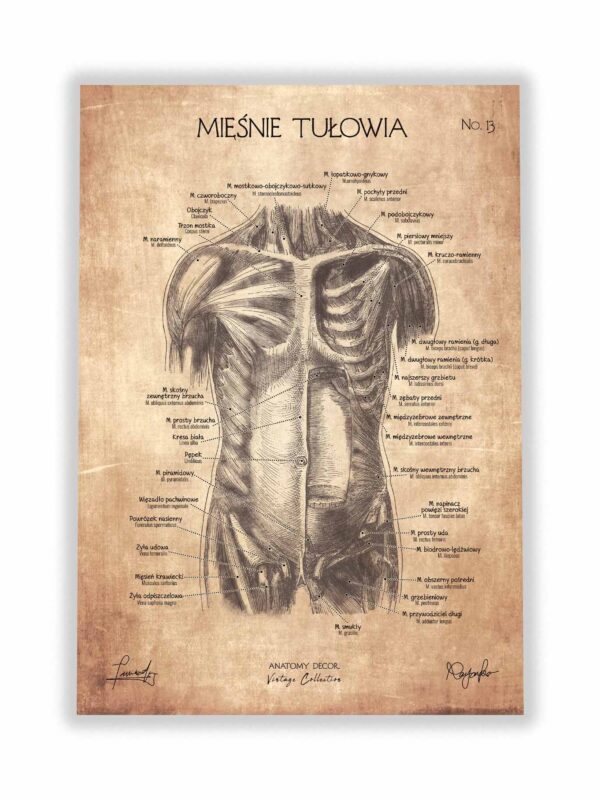 anatomia mięśni człowieka