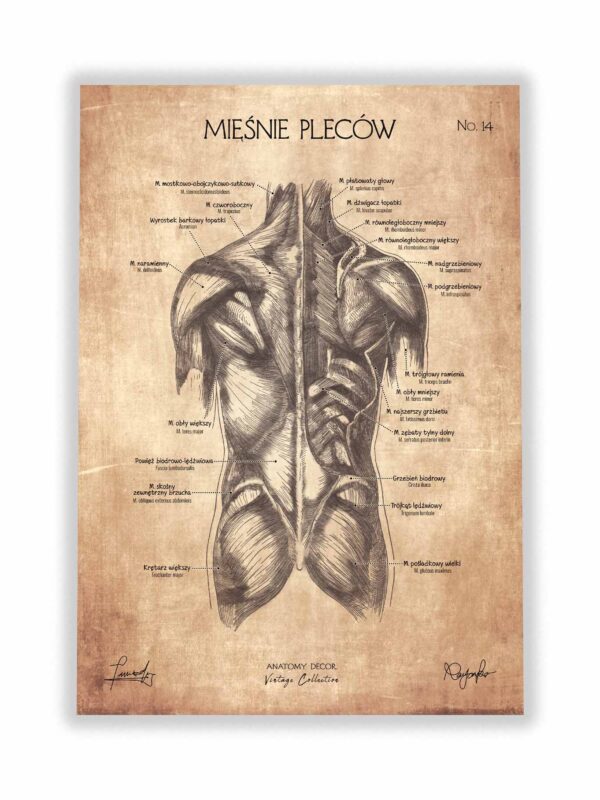 mięśnie człowieka budowa