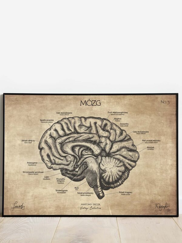 plakat anatomiczny vintage mózg