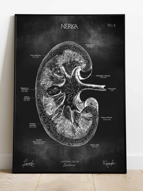 nerka anatomia