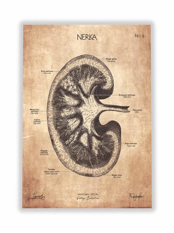 anatomia nerki