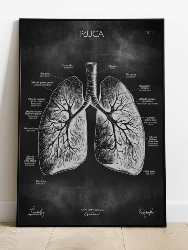 budowa płuc