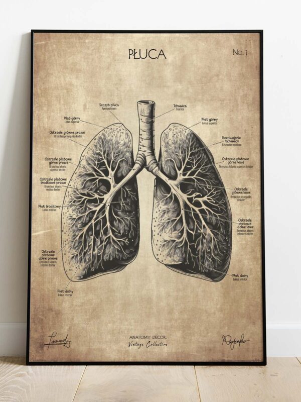 plakat anatomiczny vintage płuca