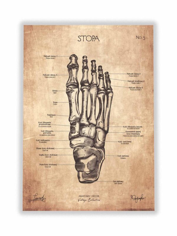 anatomia stopy