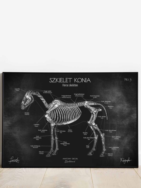 anatomia konia
