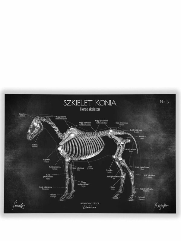 szkielet konia