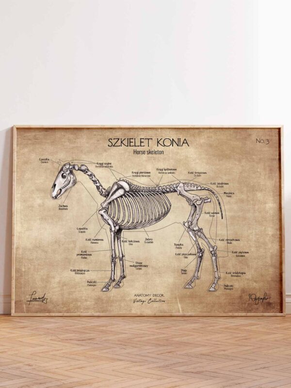 szkielet konia