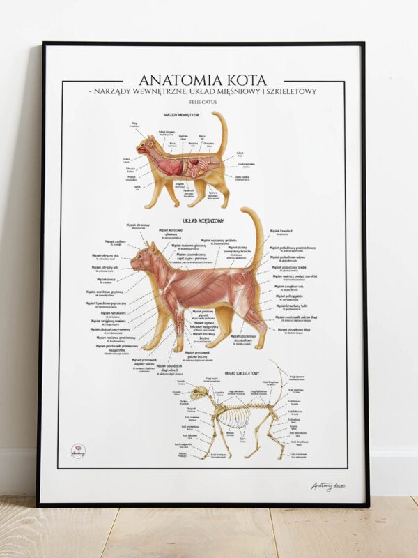 anatomia kota, mięśnie kota