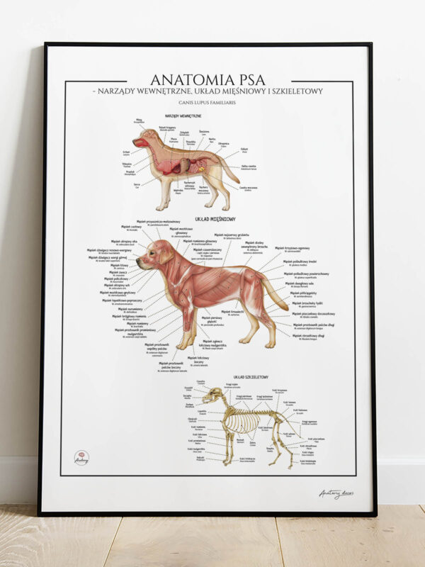 anatomia psa, mięśnie psa, szkielet psa