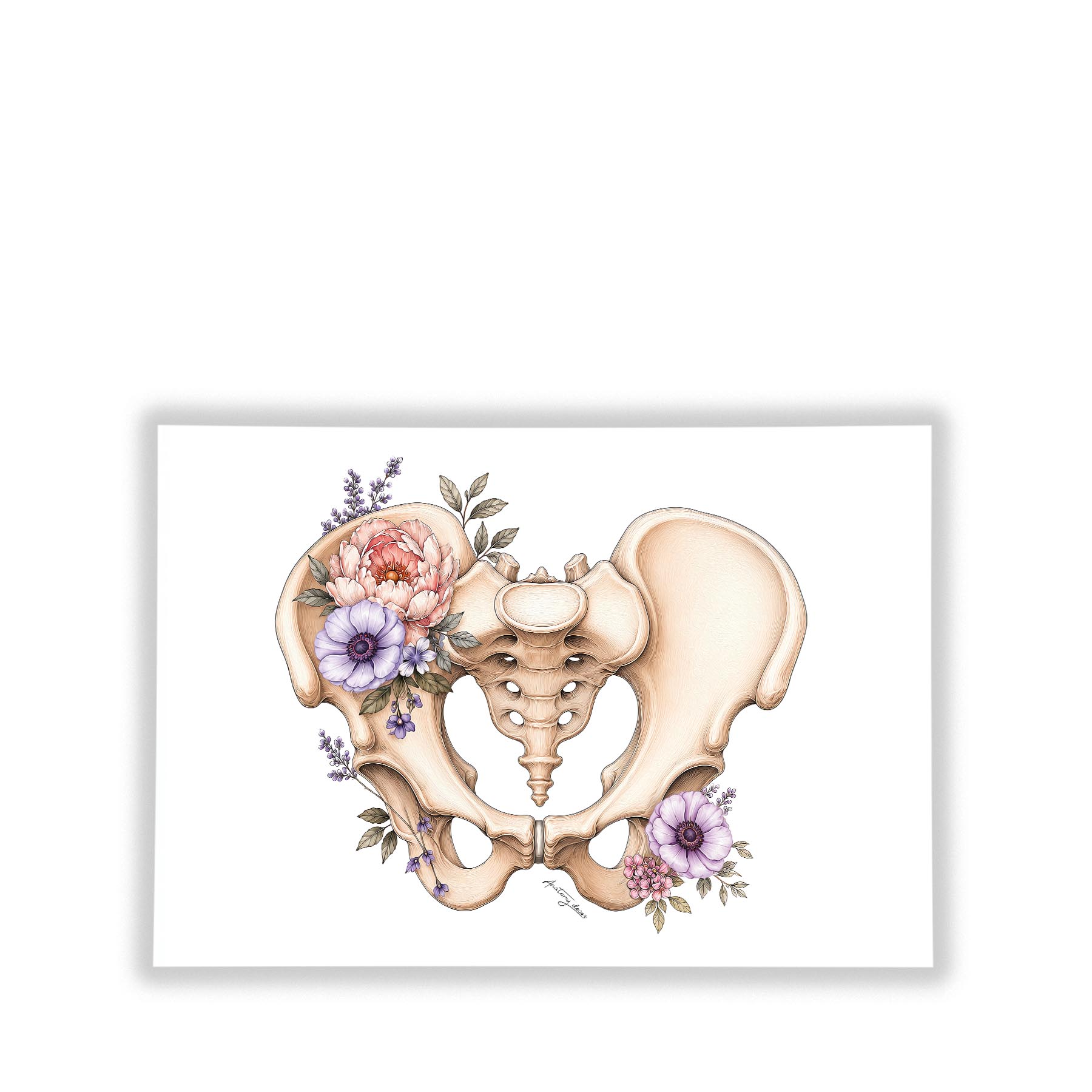Plakat Miednica z Kwiatami – anatomiczna ilustracja miednicy z kwiatami na białym tle