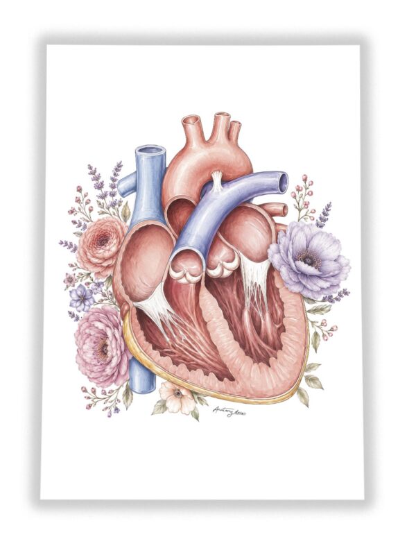 Plakat Serce z Kwiatami – anatomiczny przekrój serca z kwiatami na białym tle