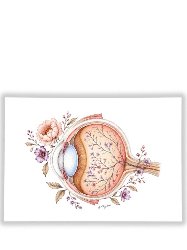 Plakat Oko z Kwiatami – anatomiczny przekrój gałki ocznej z kwiatami na białym tle