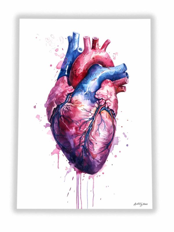 plakat serce anatomiczne