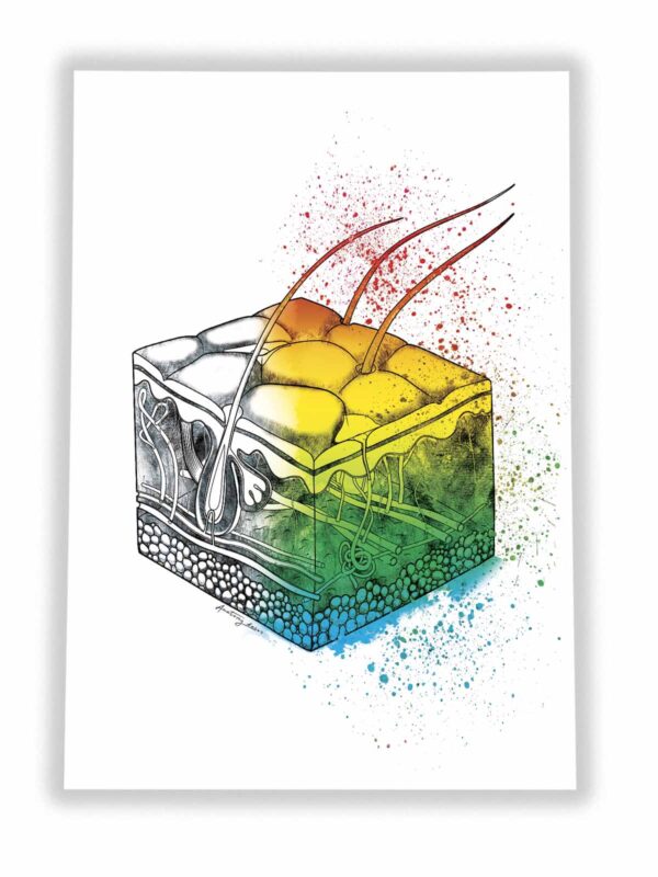 plakat budowa skóry