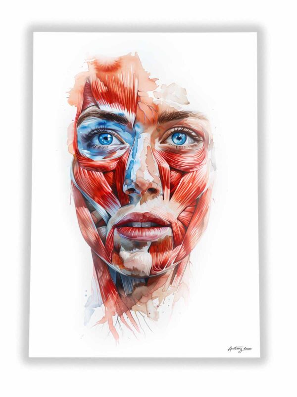 plakat mięśnie twarzy