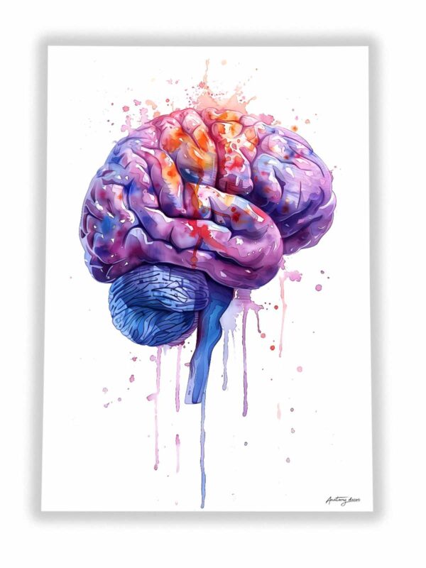 plakat mózg anatomiczny