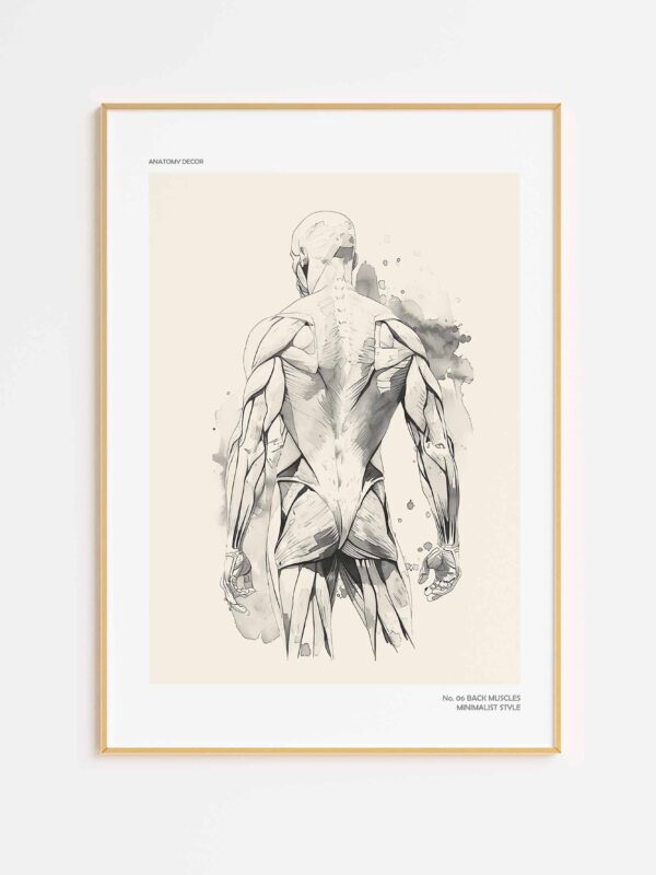 plakat mięśnie człowieka