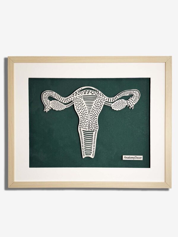 anatomia budowa jajników